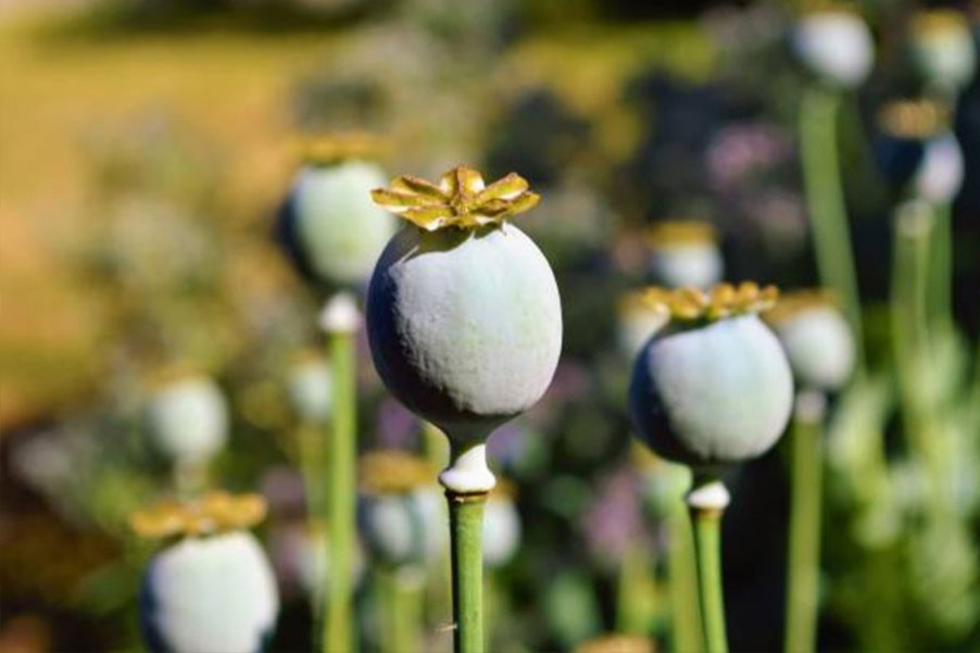 Government Opium Alkaloid Works Ghazipur (U.P.)
